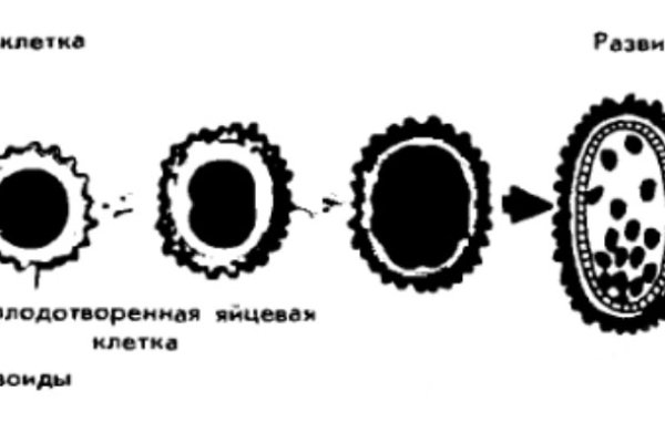 Омг телеграм